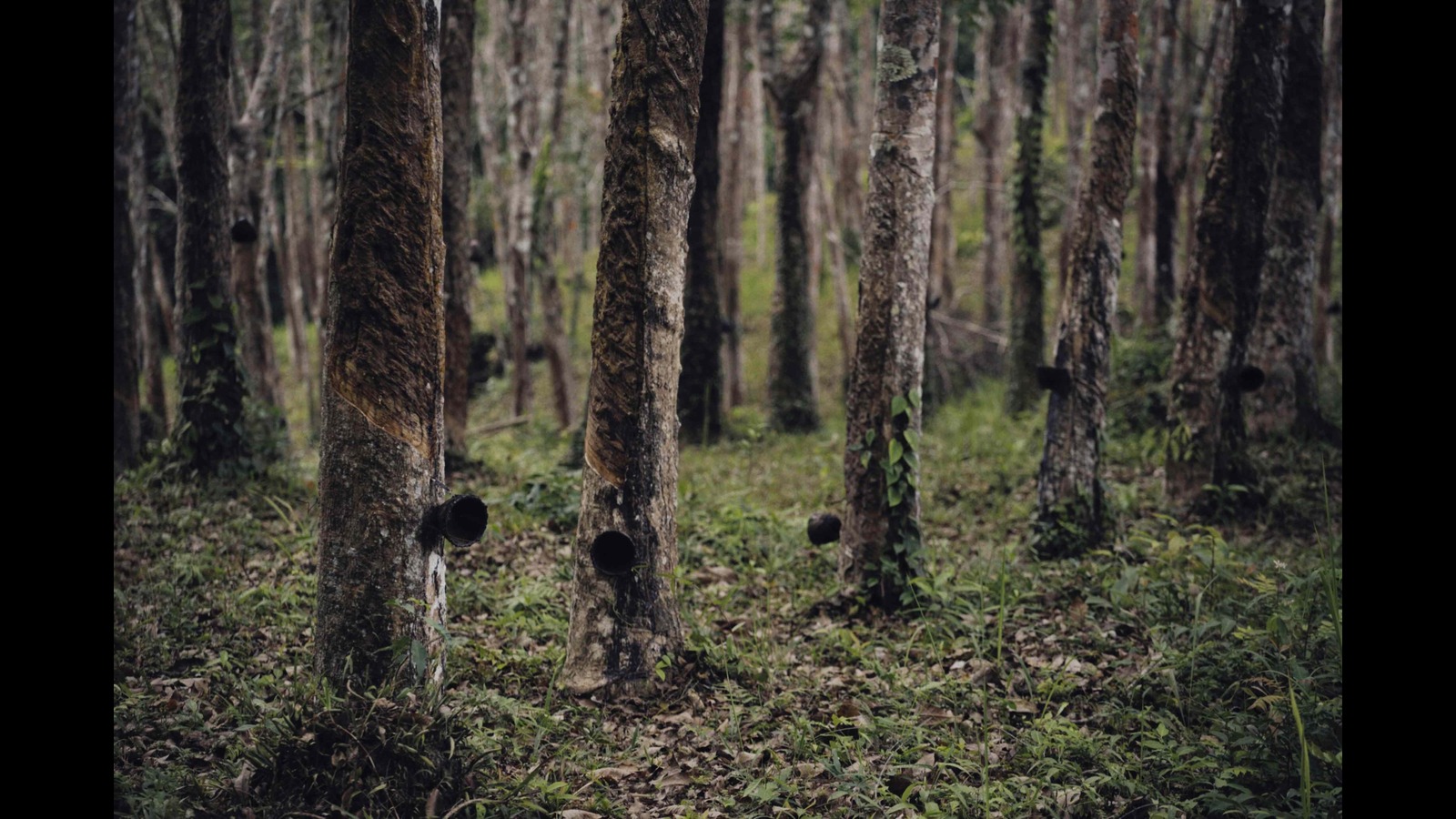 Global Supply of Rubber Process Oil Essential Strategies for Manufacturers