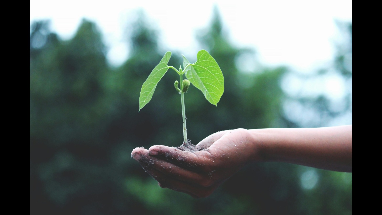 Sustainable Sourcing Practices of Rubber Process Oil