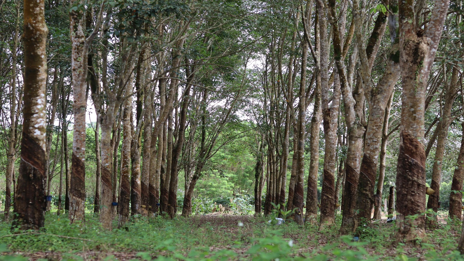 Natural Rubber Supplier Ample Worldwide 2024