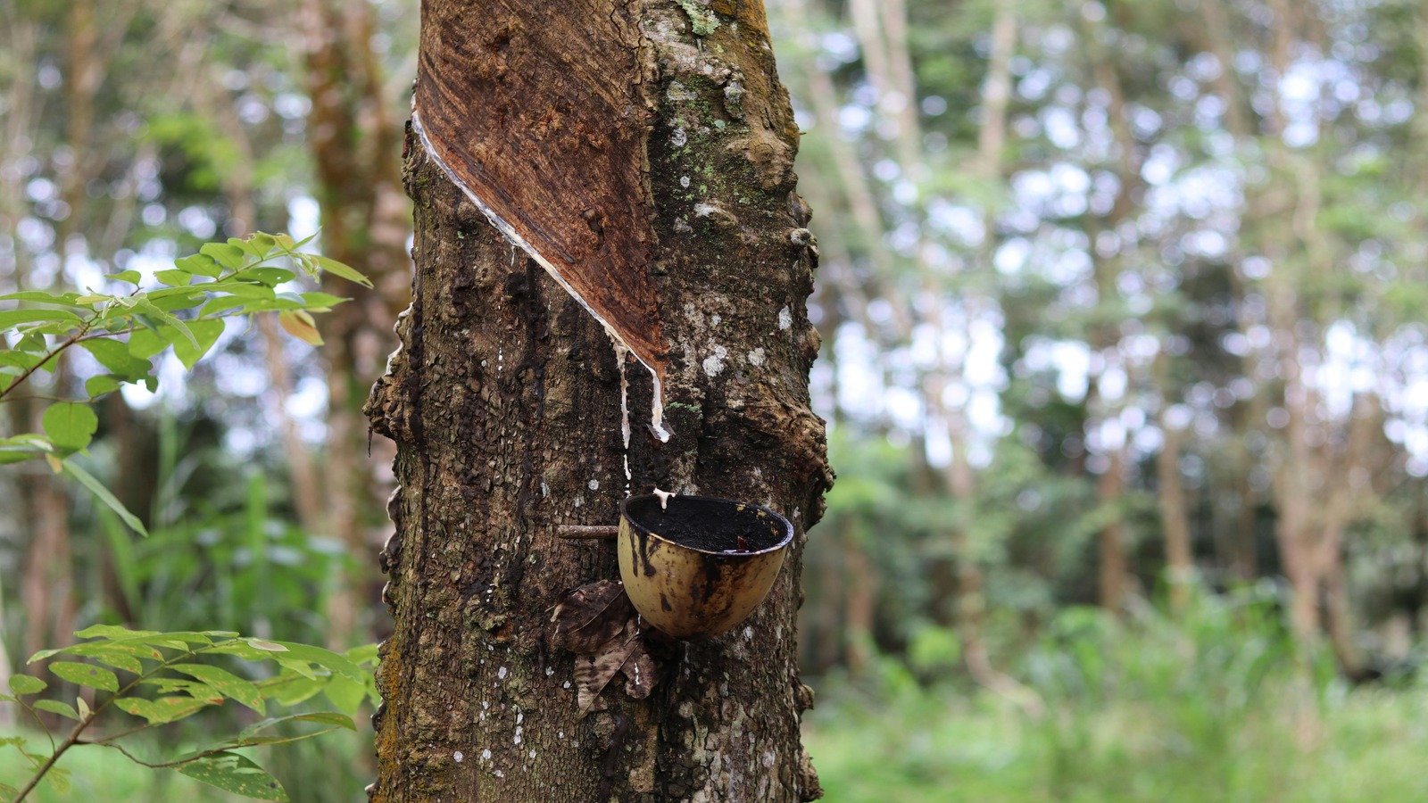 Natural_Rubber Tapping Ample Worldwide 2024